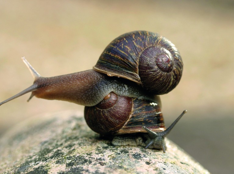 Detail Images Of A Snail Nomer 17