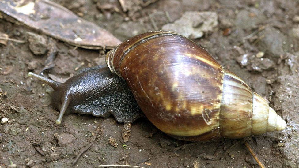 Detail Images Of A Snail Nomer 18