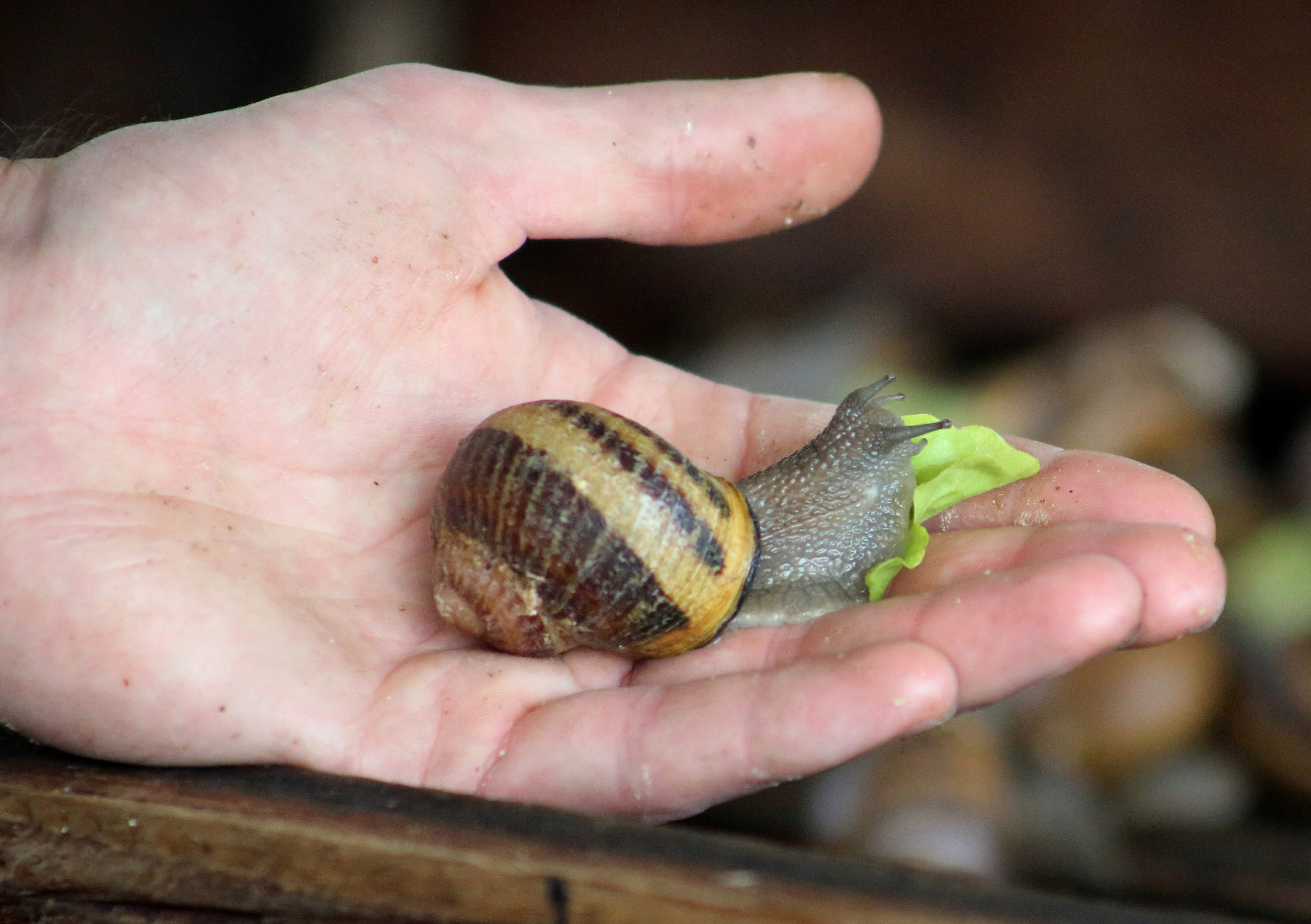 Detail Images Of A Snail Nomer 44