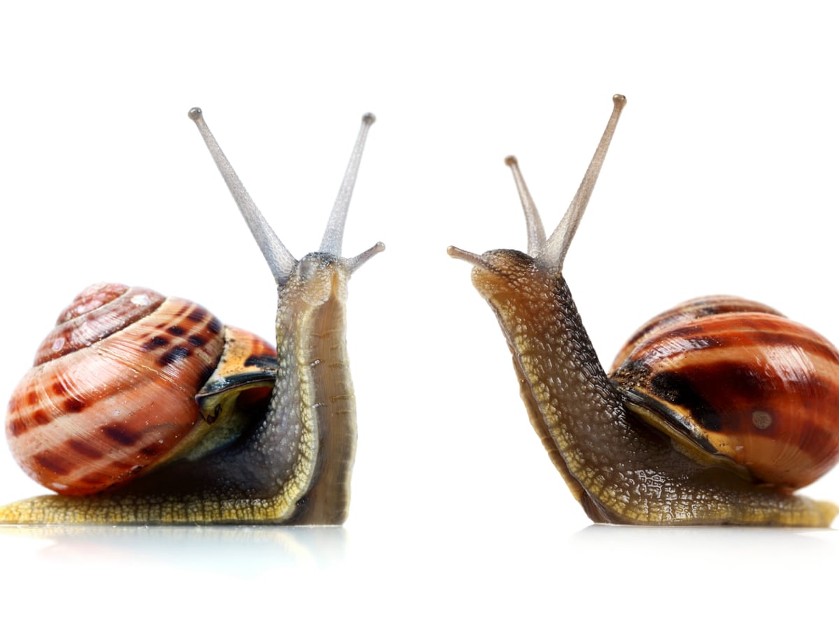 Detail Images Of A Snail Nomer 8