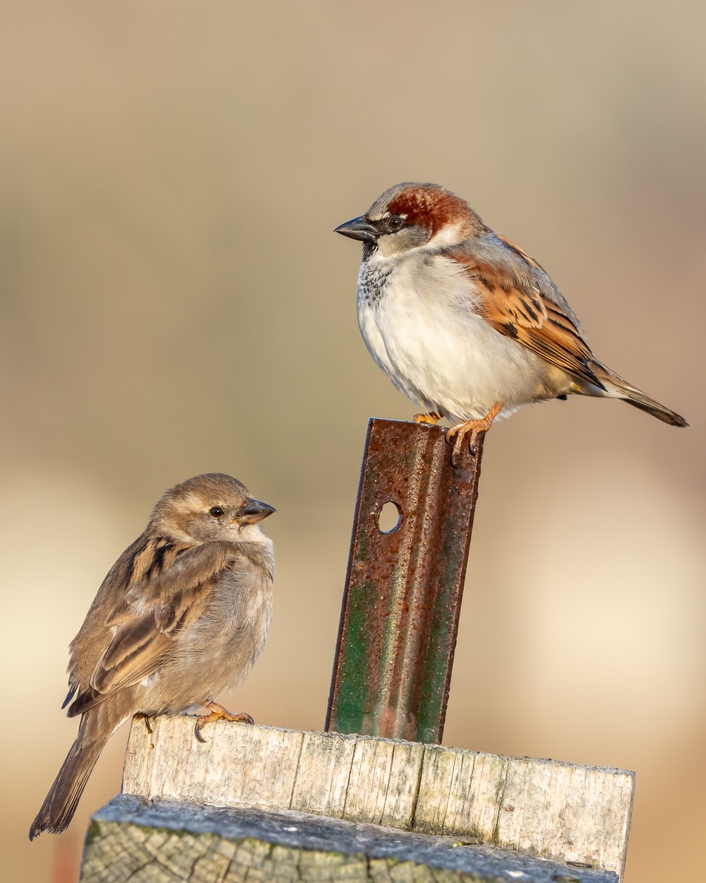 Detail Images Of A Sparrow Nomer 21