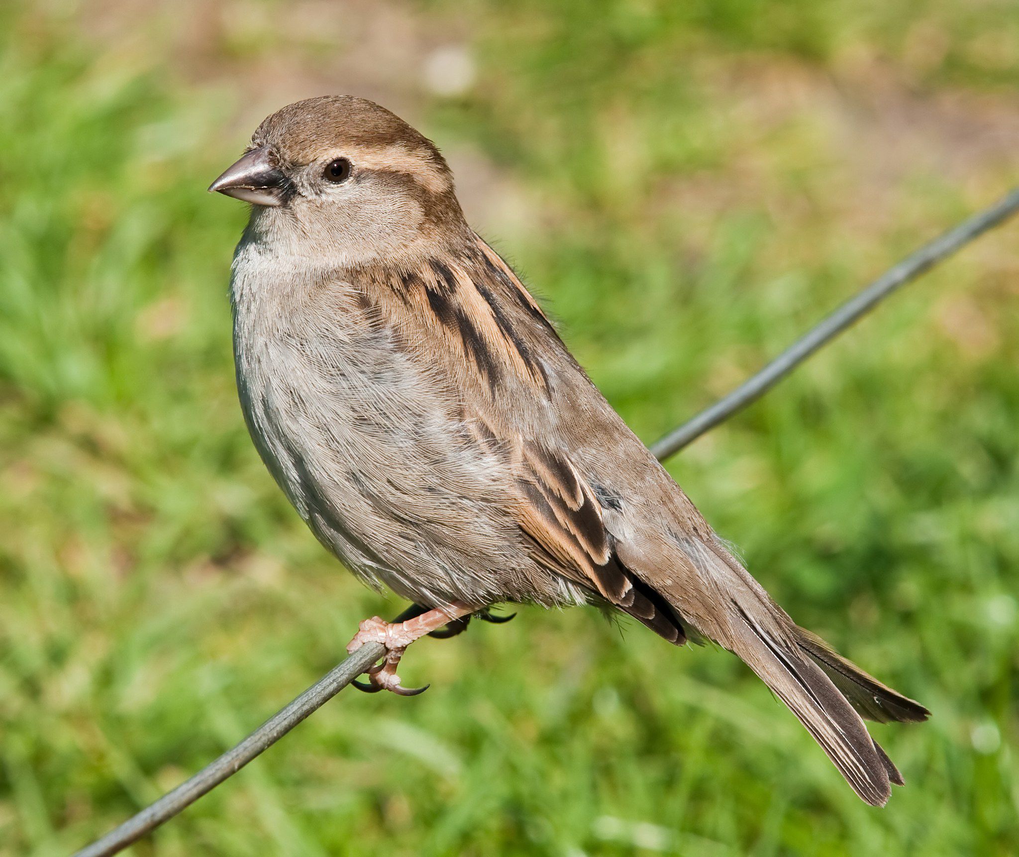 Detail Images Of A Sparrow Nomer 5