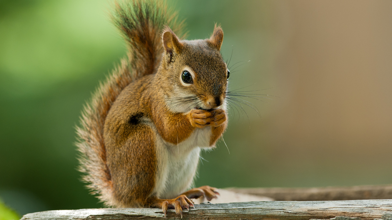 Images Of A Squirrel - KibrisPDR