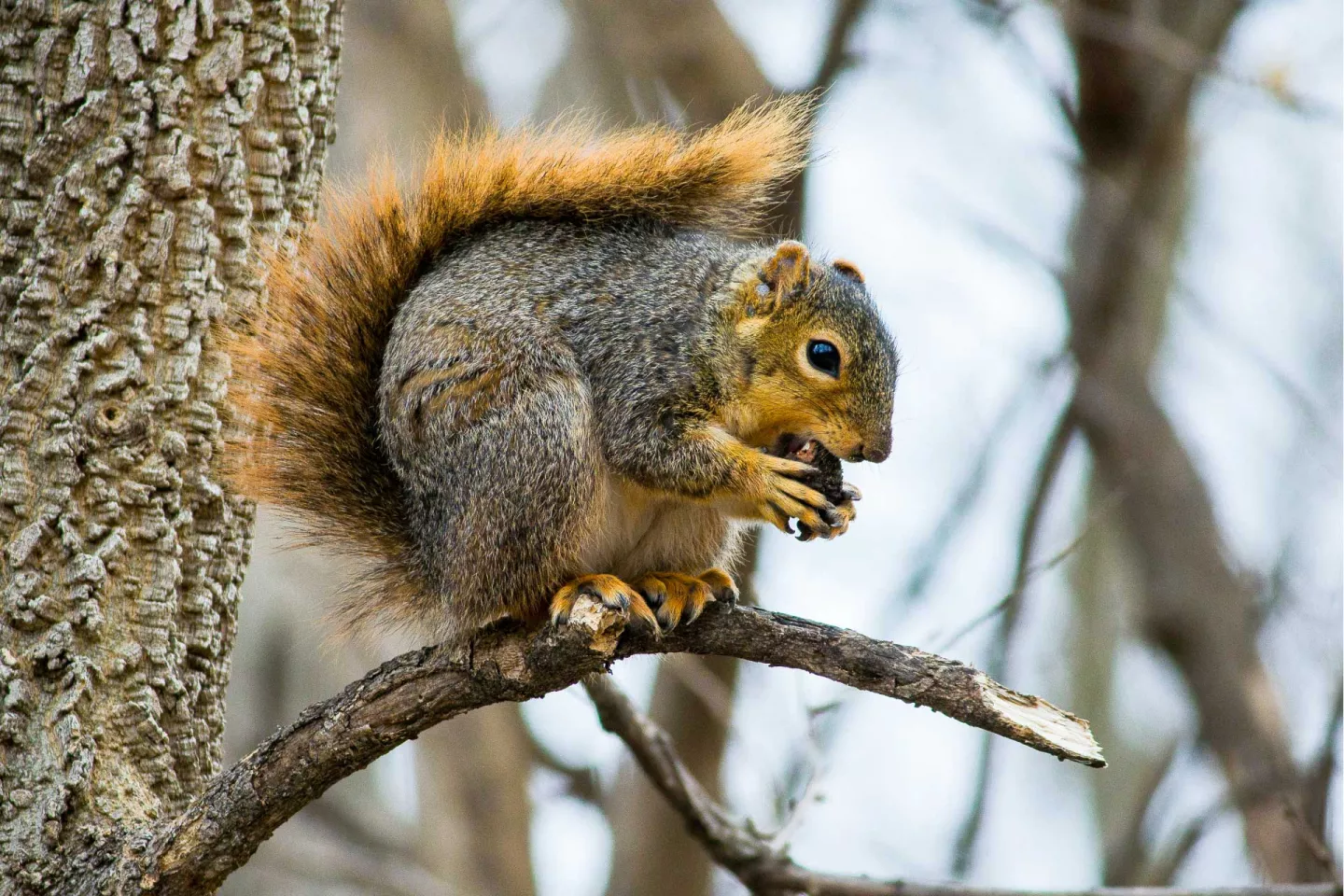 Detail Images Of A Squirrel Nomer 16