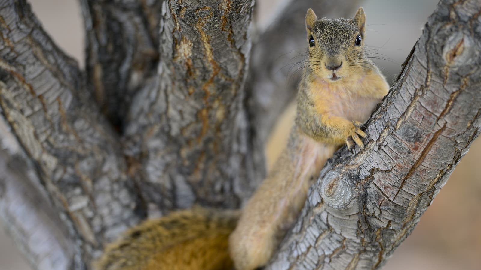 Detail Images Of A Squirrel Nomer 41