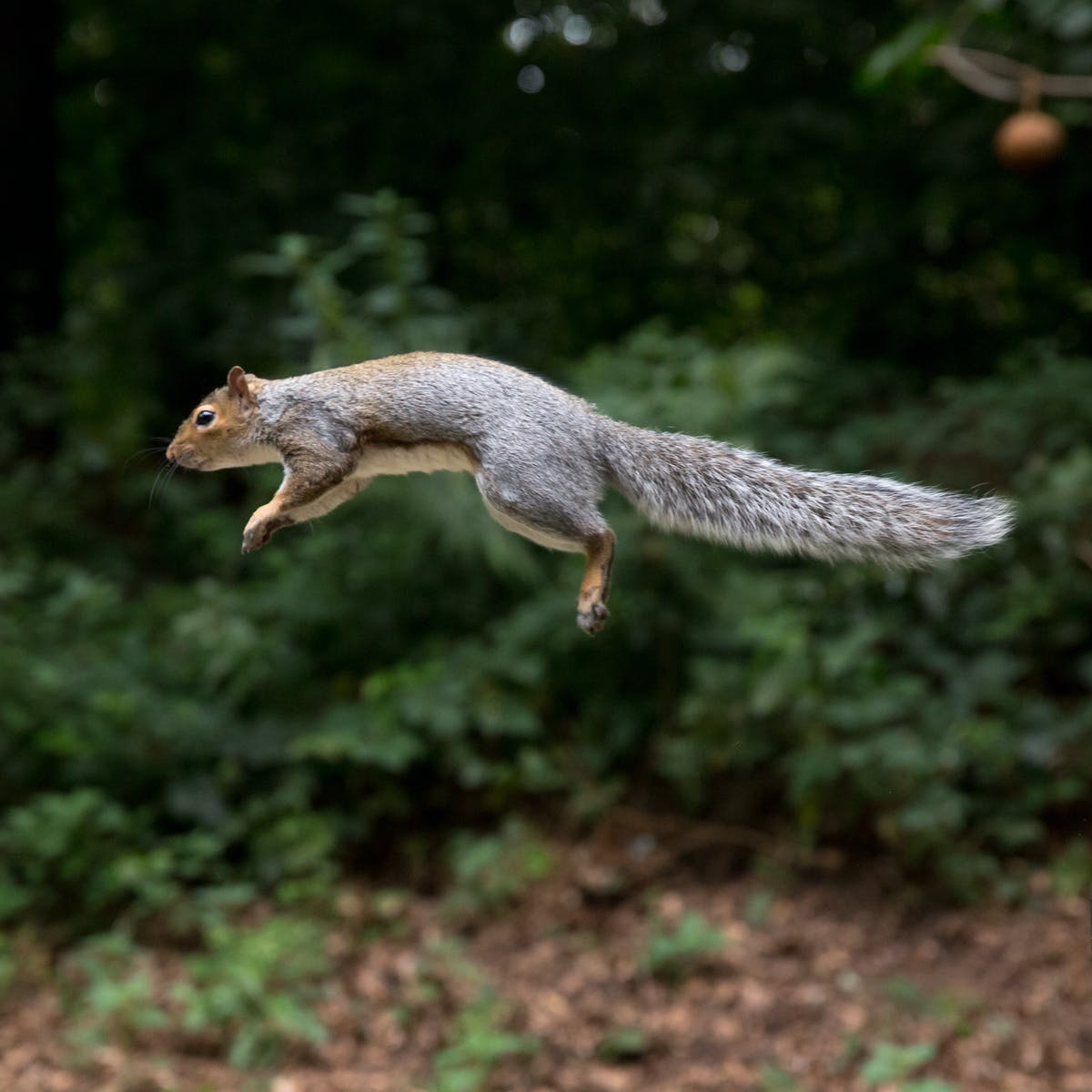 Detail Images Of A Squirrel Nomer 46