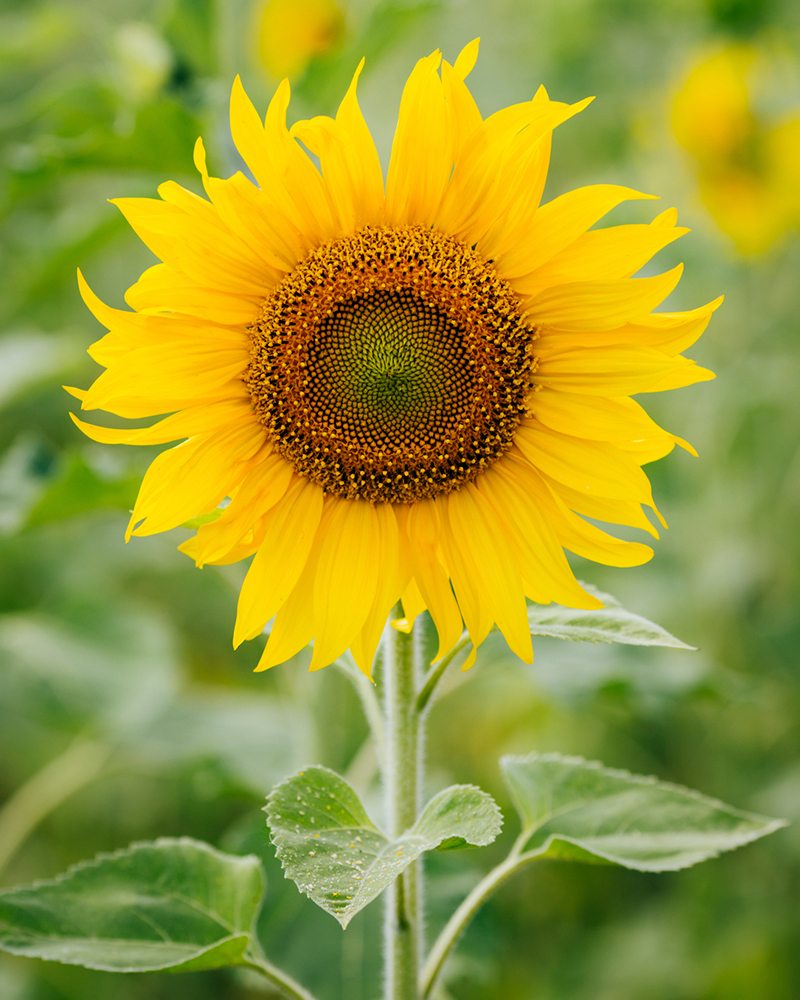 Detail Images Of A Sunflower Nomer 13