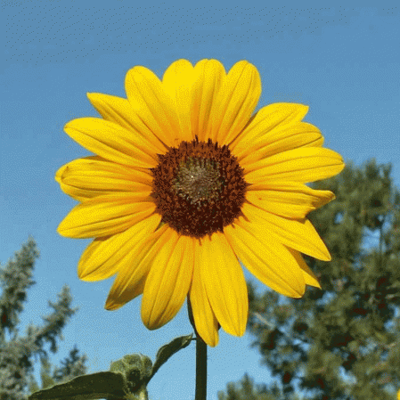 Detail Images Of A Sunflower Nomer 15