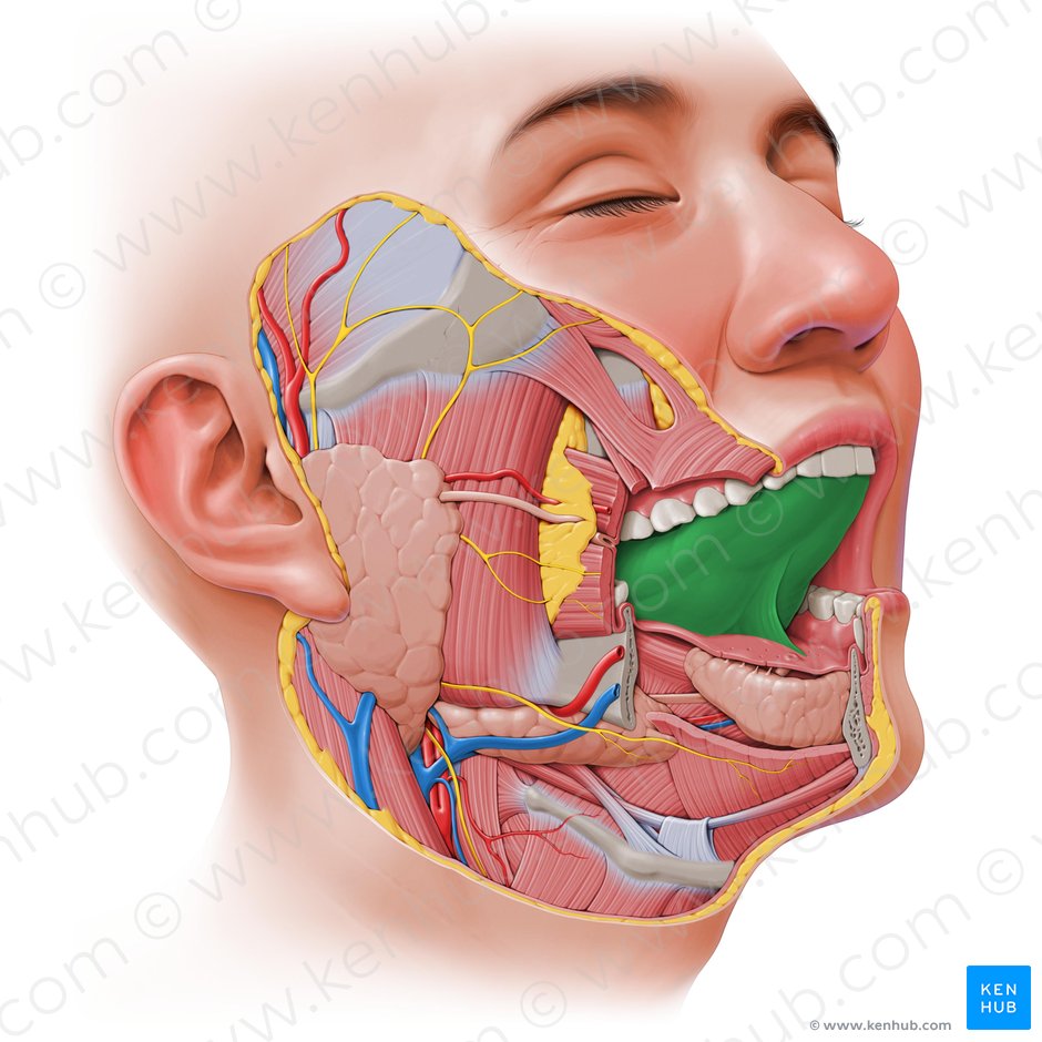 Detail Images Of A Tongue Nomer 52