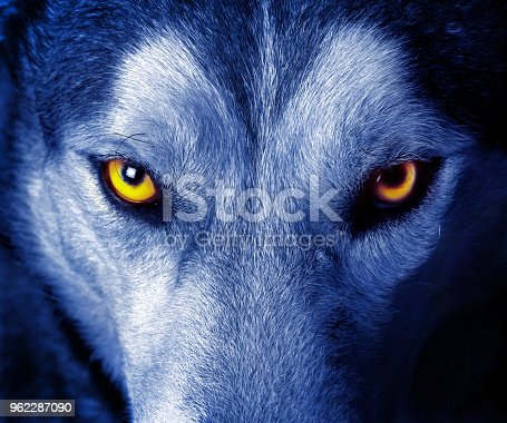 Detail Images Of A Wolf Nomer 51