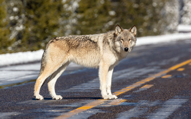 Detail Images Of A Wolf Nomer 53