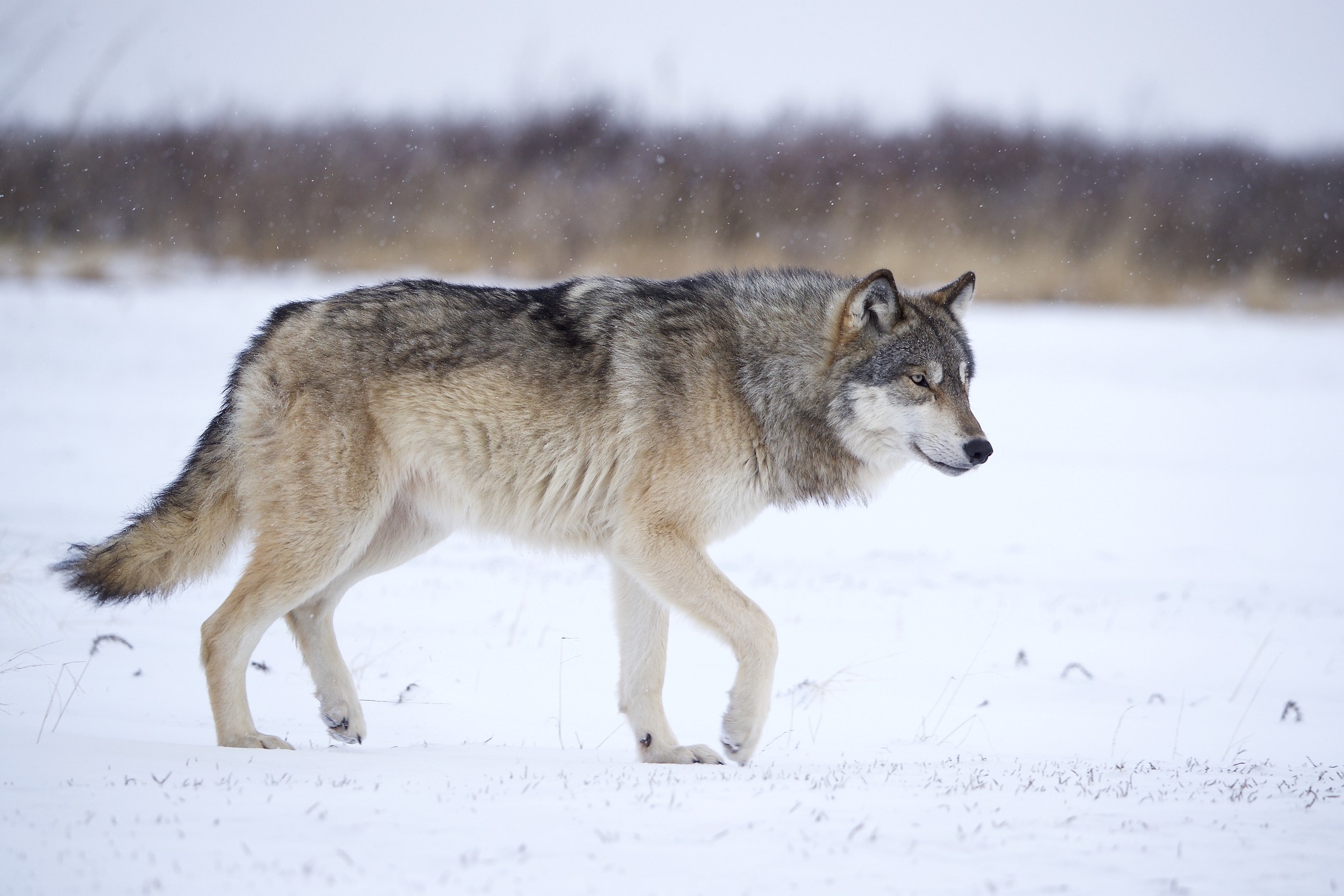 Detail Images Of A Wolf Nomer 8