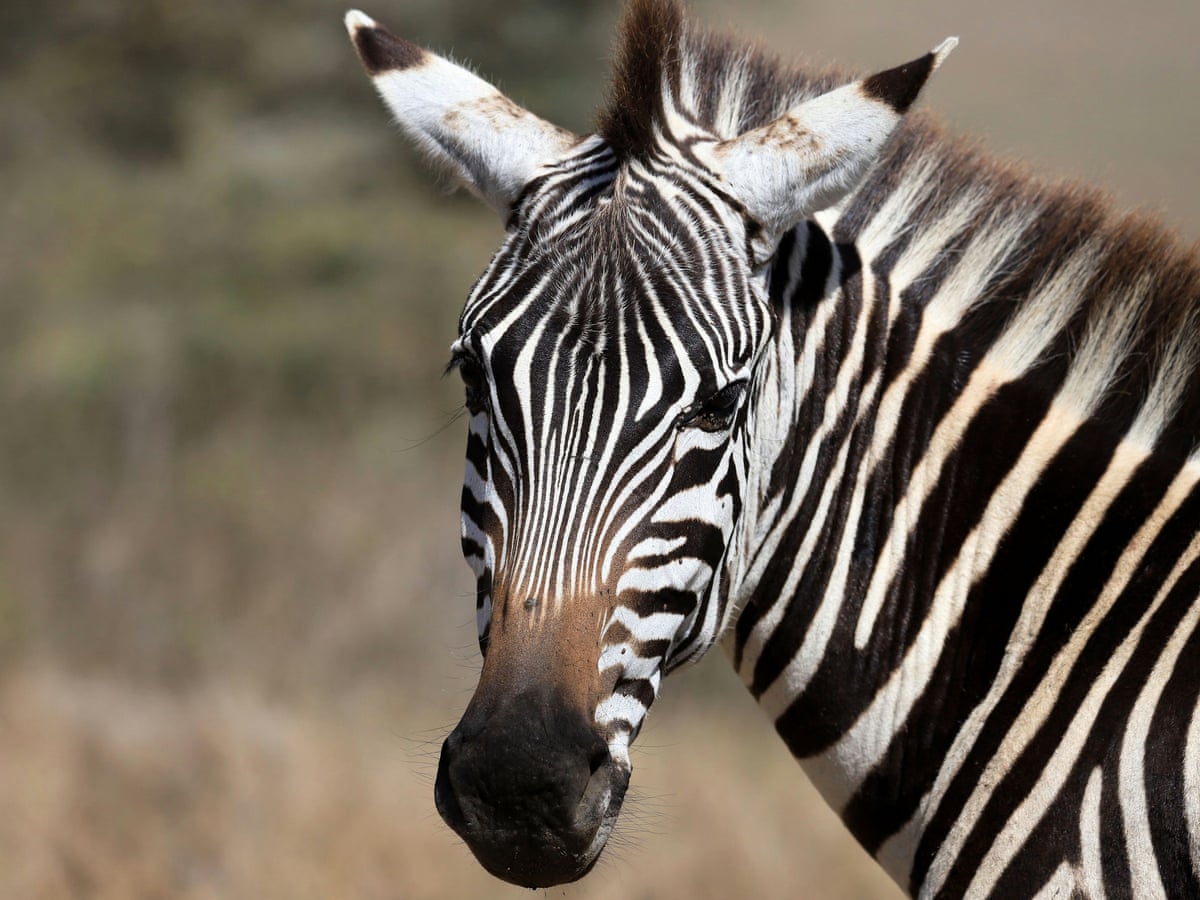 Detail Images Of A Zebra Nomer 12