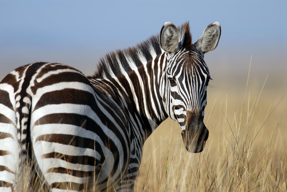 Detail Images Of A Zebra Nomer 15