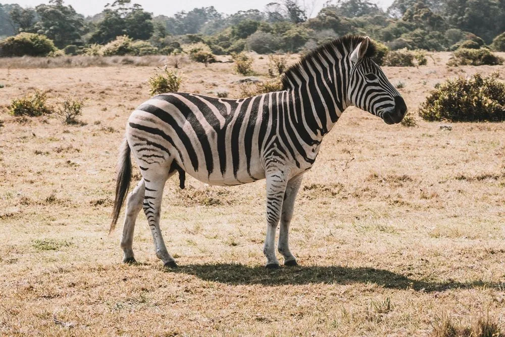 Detail Images Of A Zebra Nomer 17