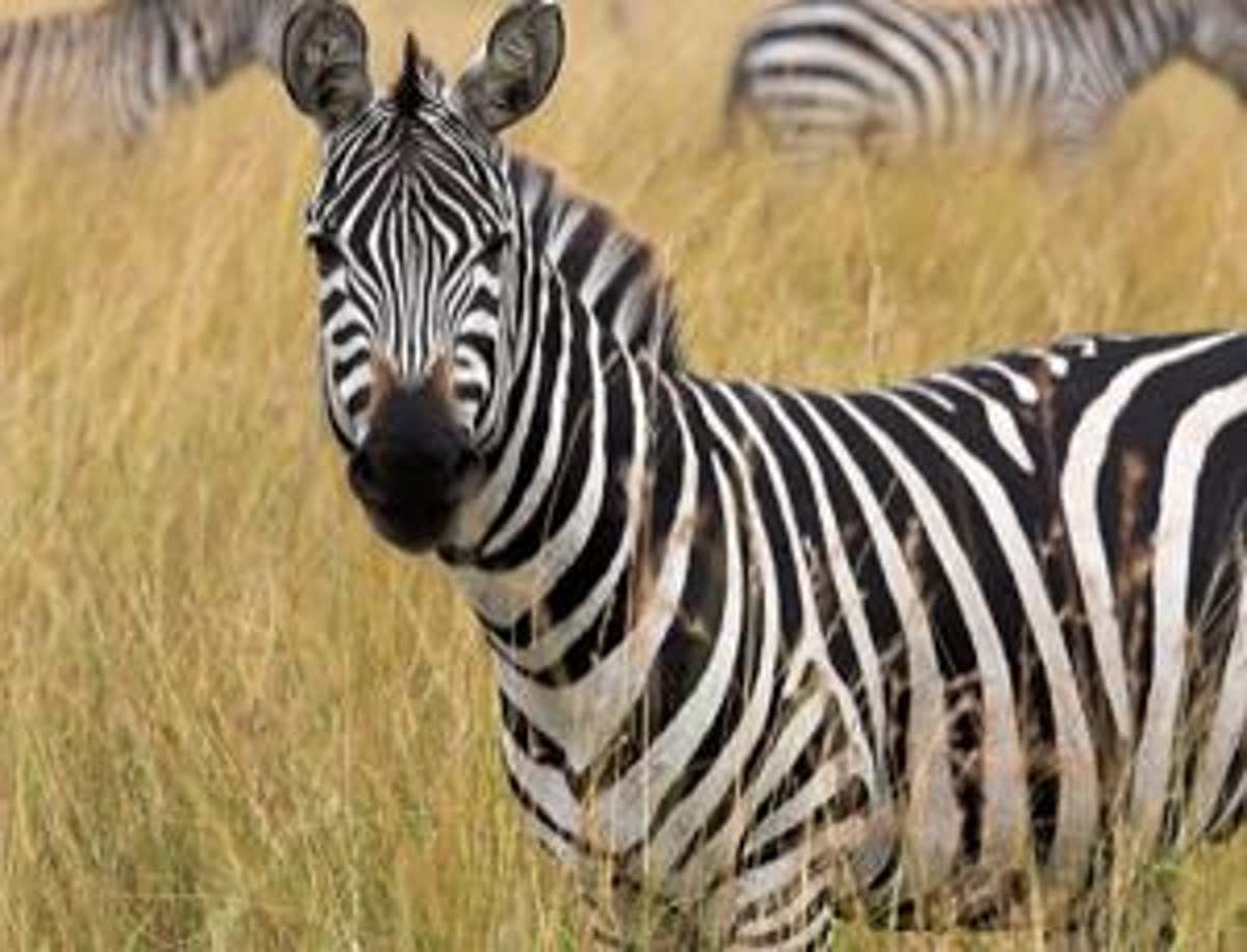 Detail Images Of A Zebra Nomer 35