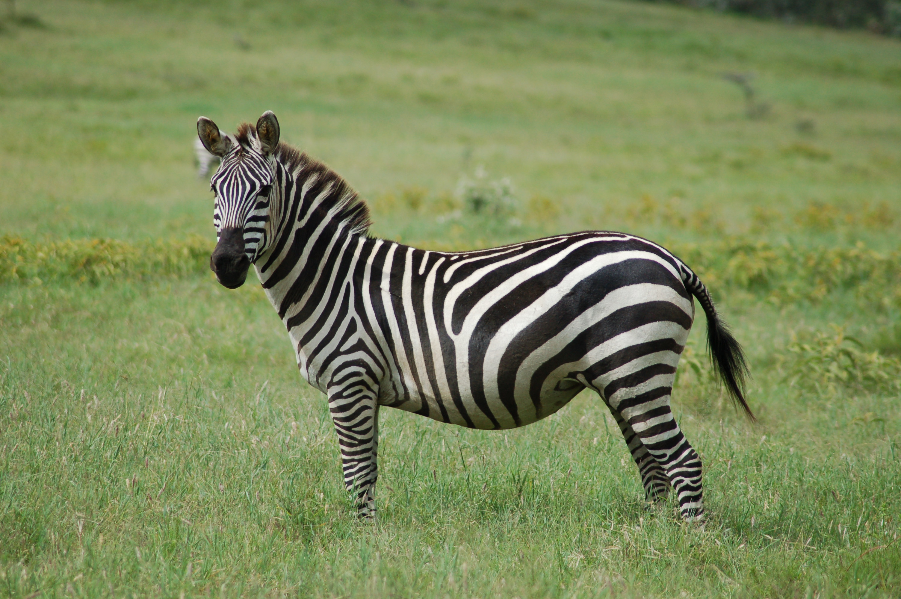 Detail Images Of A Zebra Nomer 6