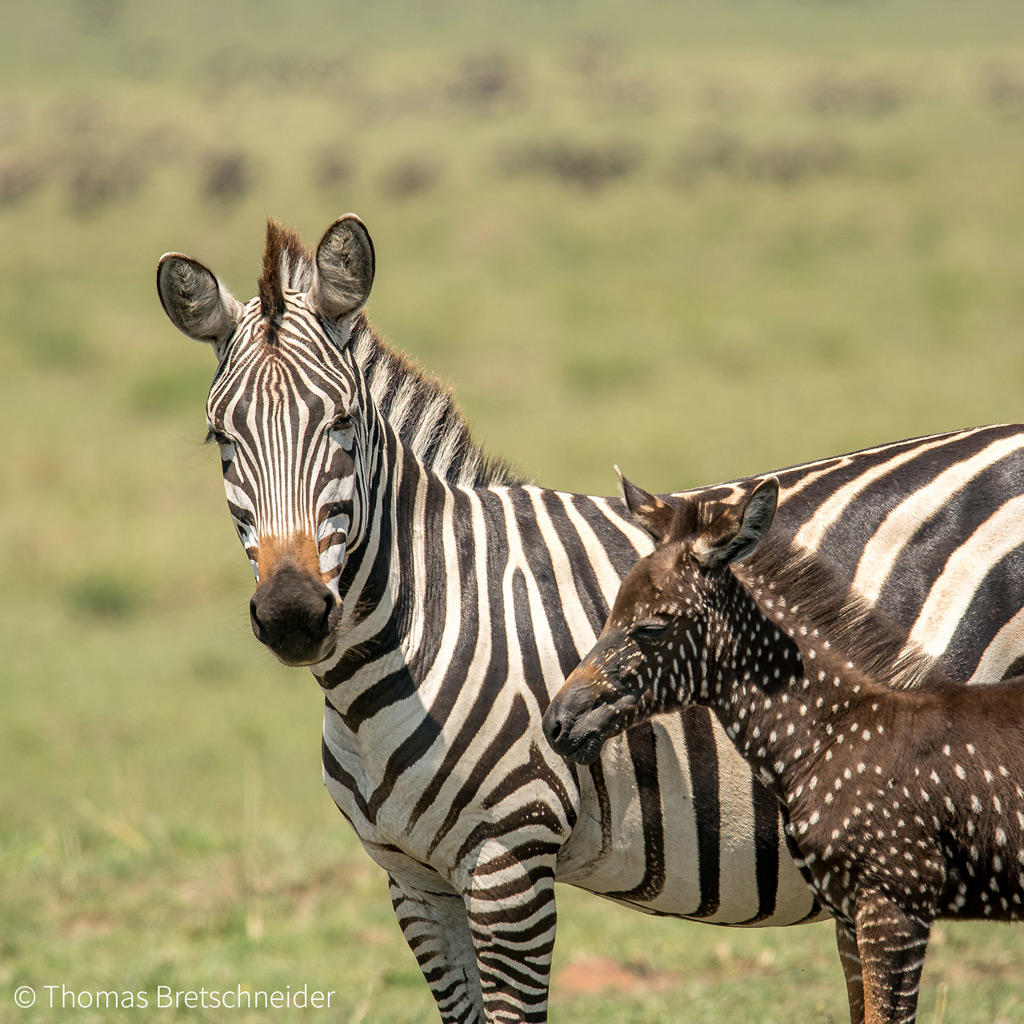 Detail Images Of A Zebra Nomer 49