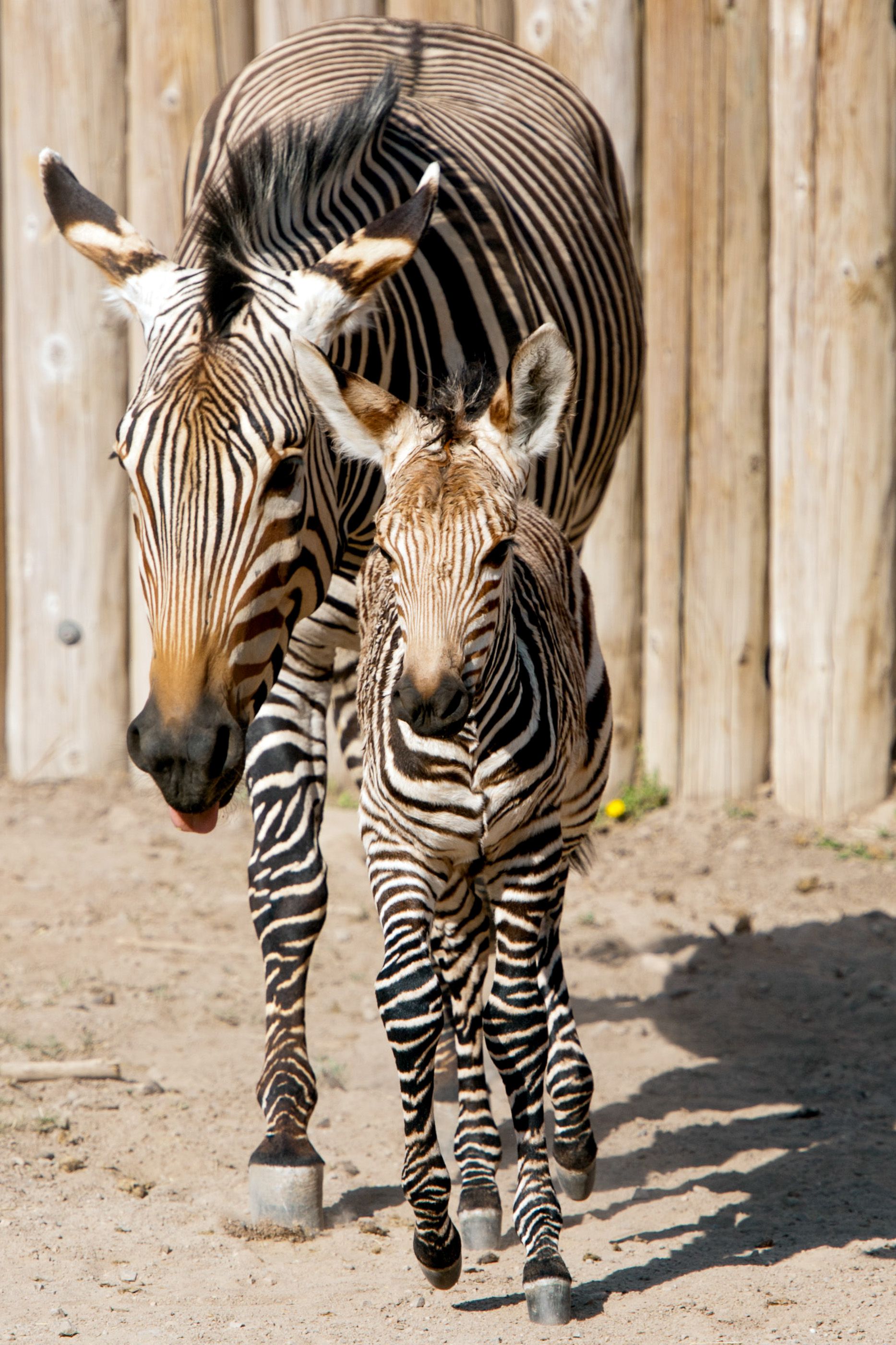 Detail Images Of A Zebra Nomer 53