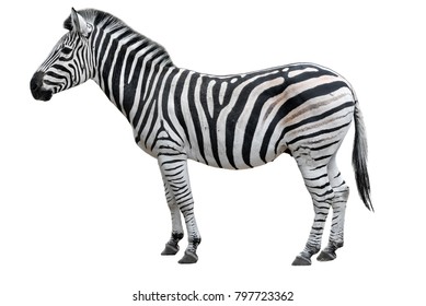 Detail Images Of A Zebra Nomer 9