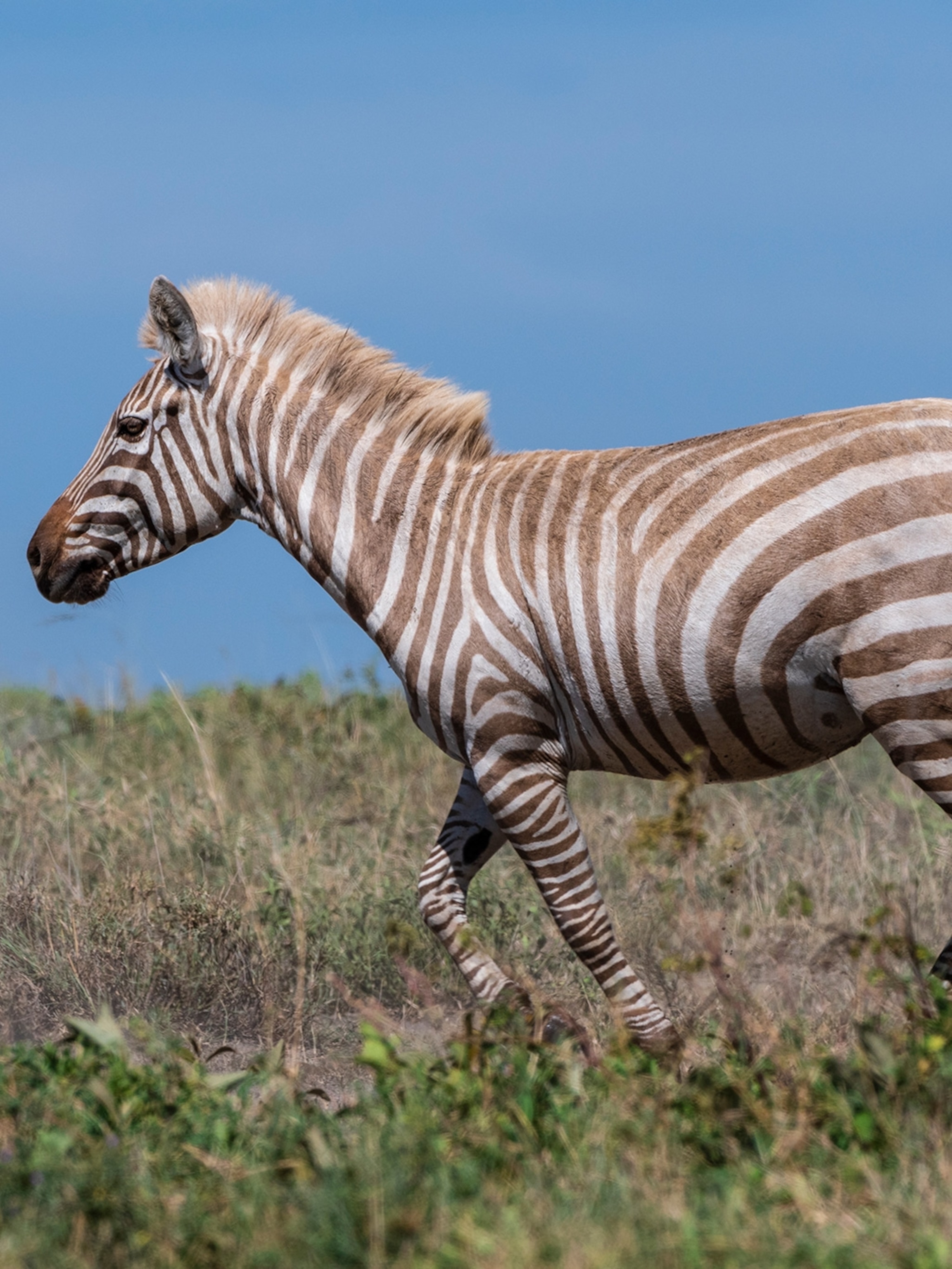 Detail Images Of A Zebra Nomer 10