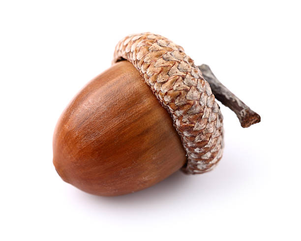 Detail Images Of Acorns Nomer 2