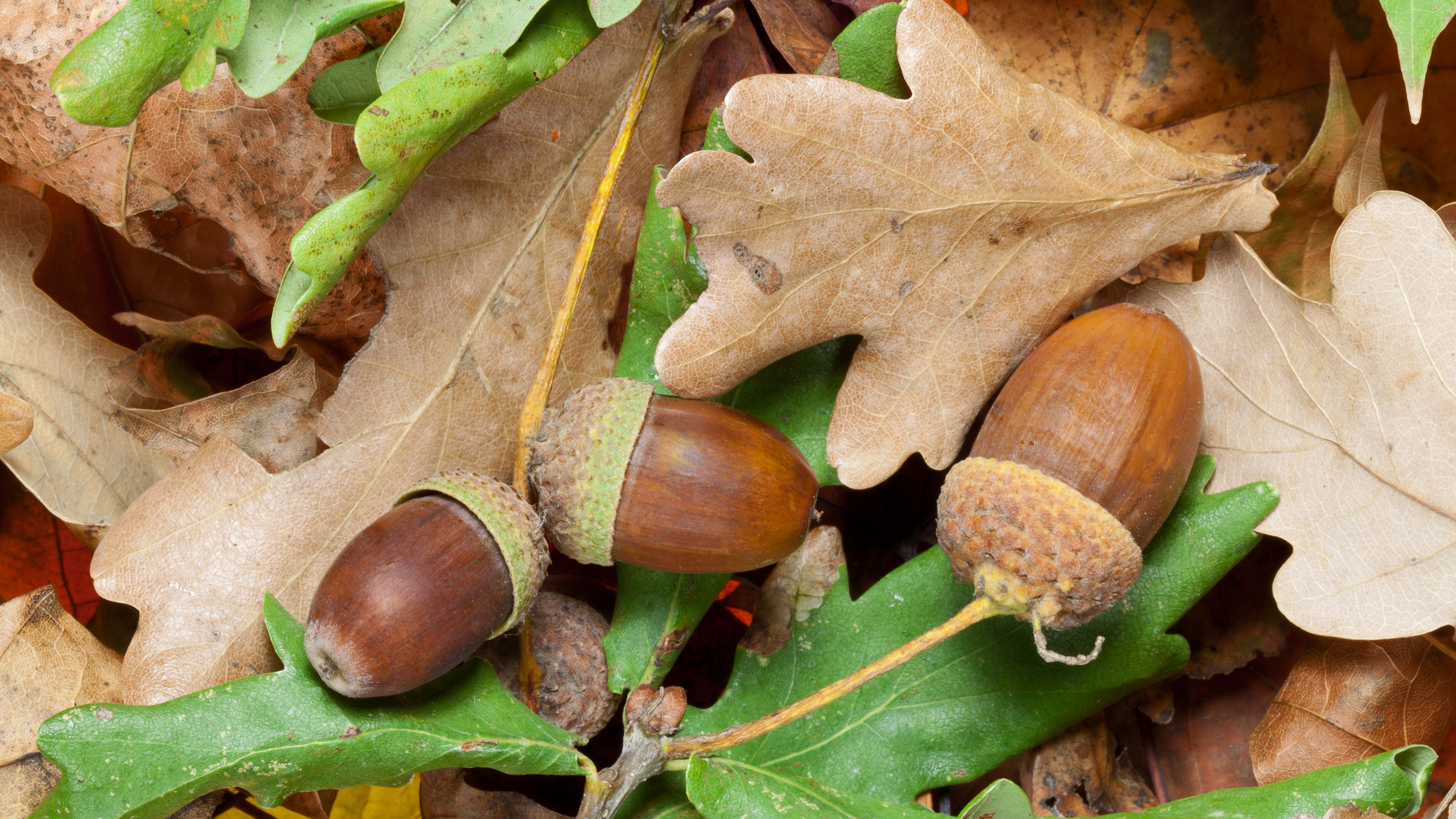 Detail Images Of Acorns Nomer 11