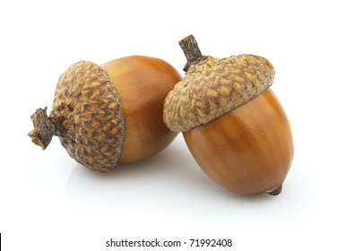 Detail Images Of Acorns Nomer 12