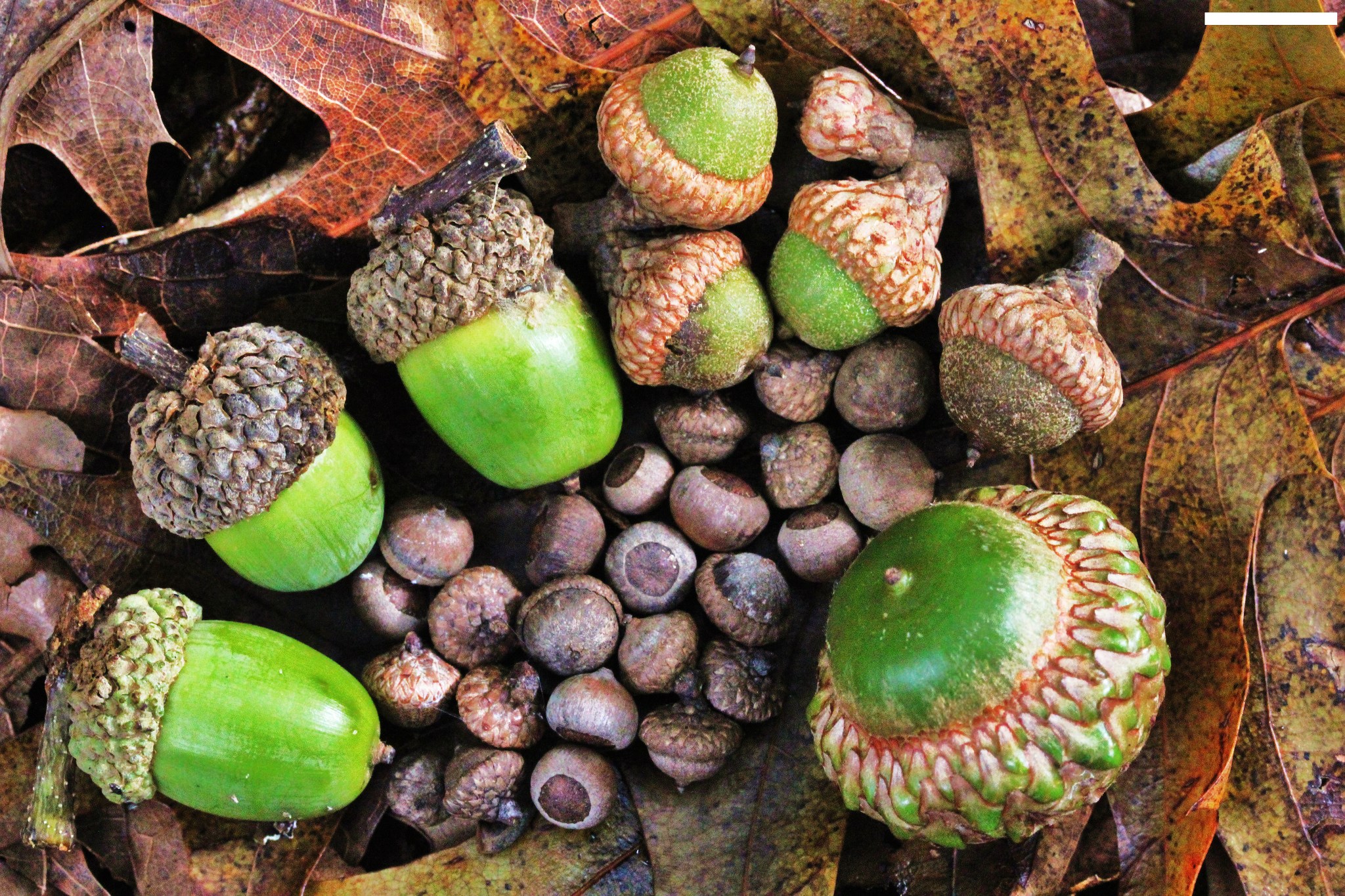 Detail Images Of Acorns Nomer 13