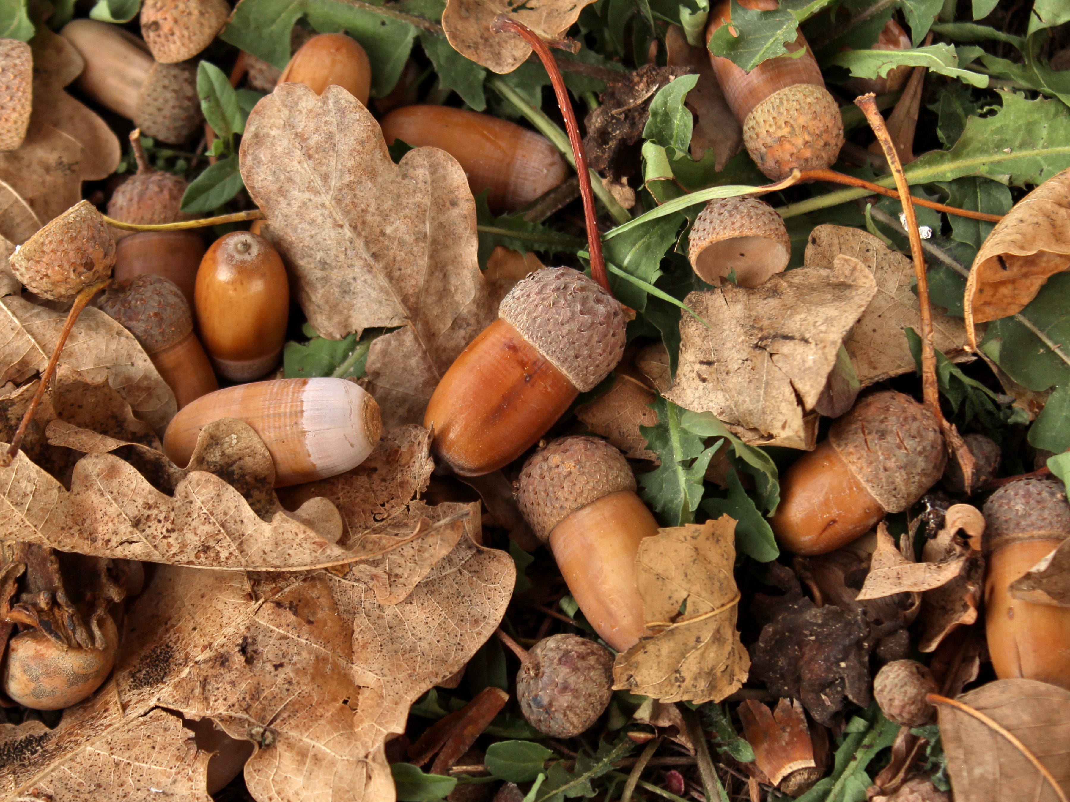 Detail Images Of Acorns Nomer 15