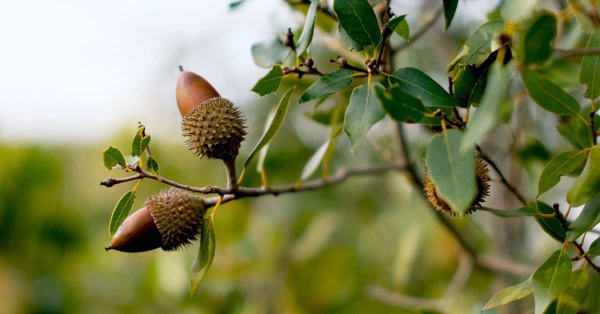 Detail Images Of Acorns Nomer 17