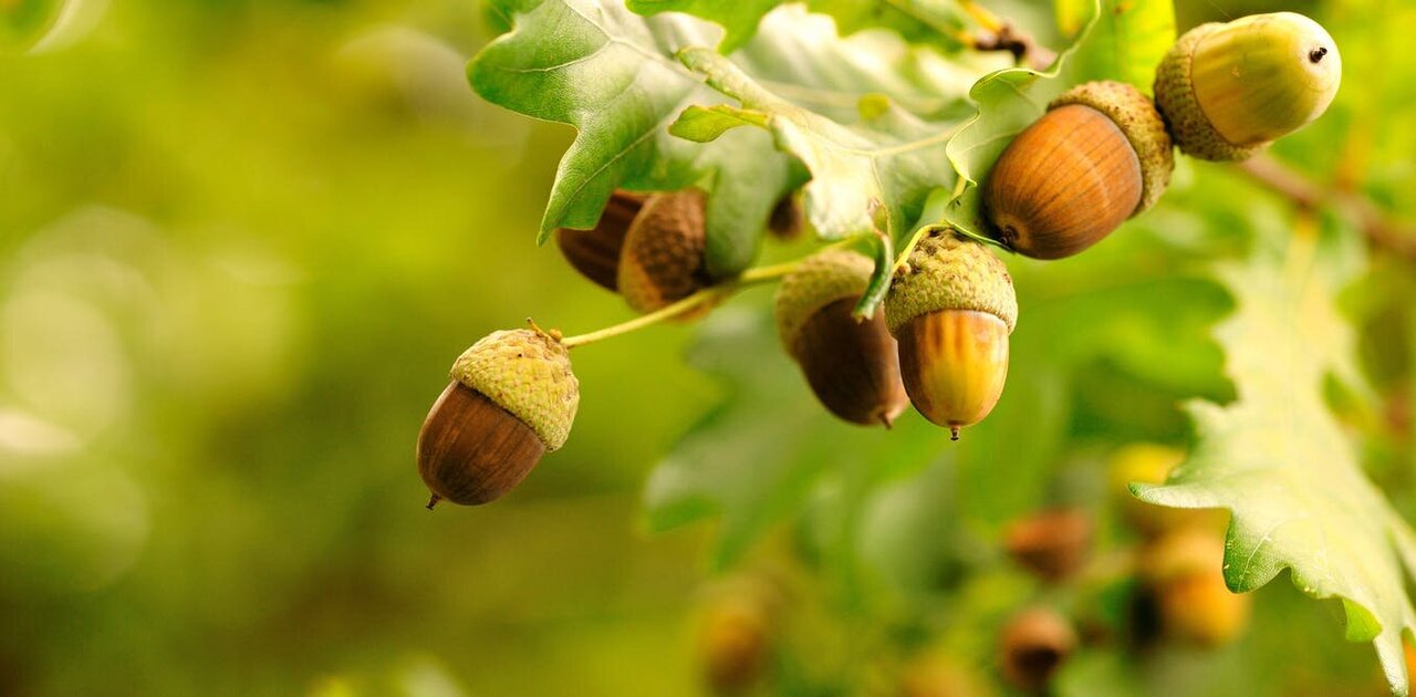 Detail Images Of Acorns Nomer 3