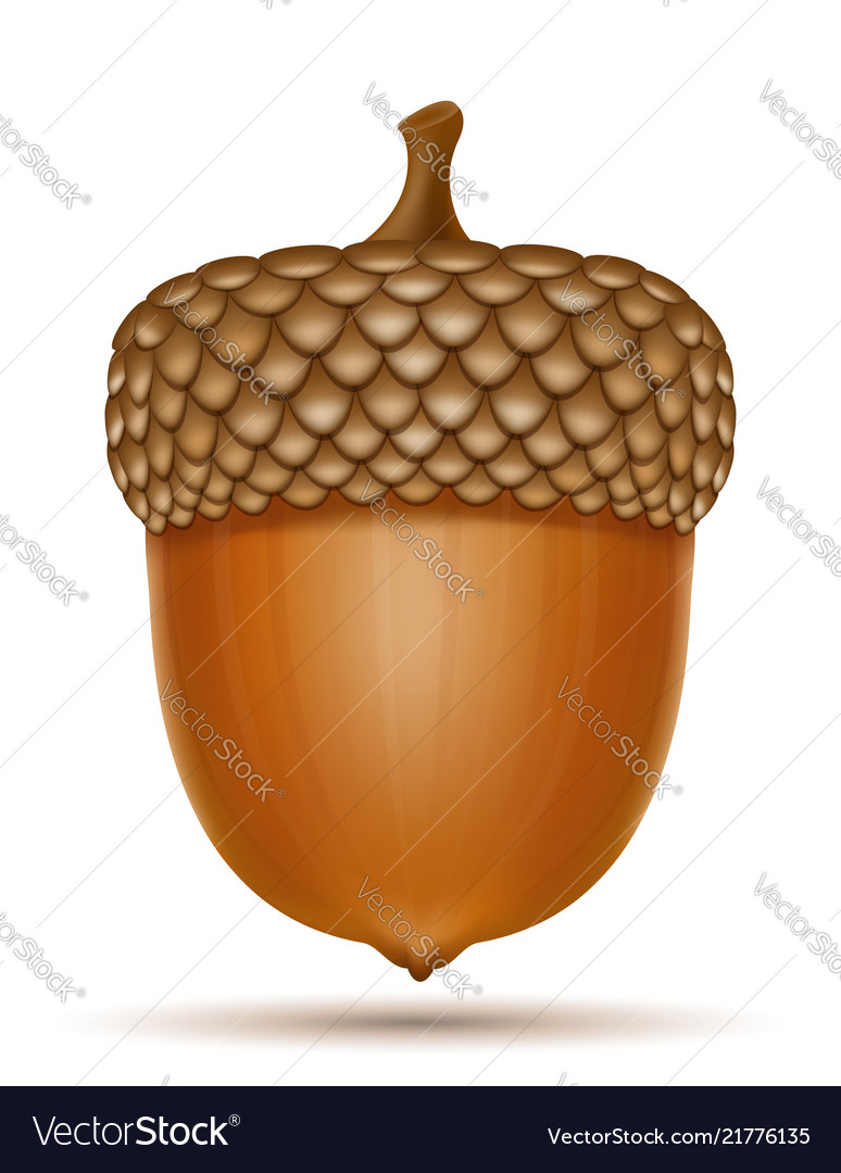 Detail Images Of Acorns Nomer 20