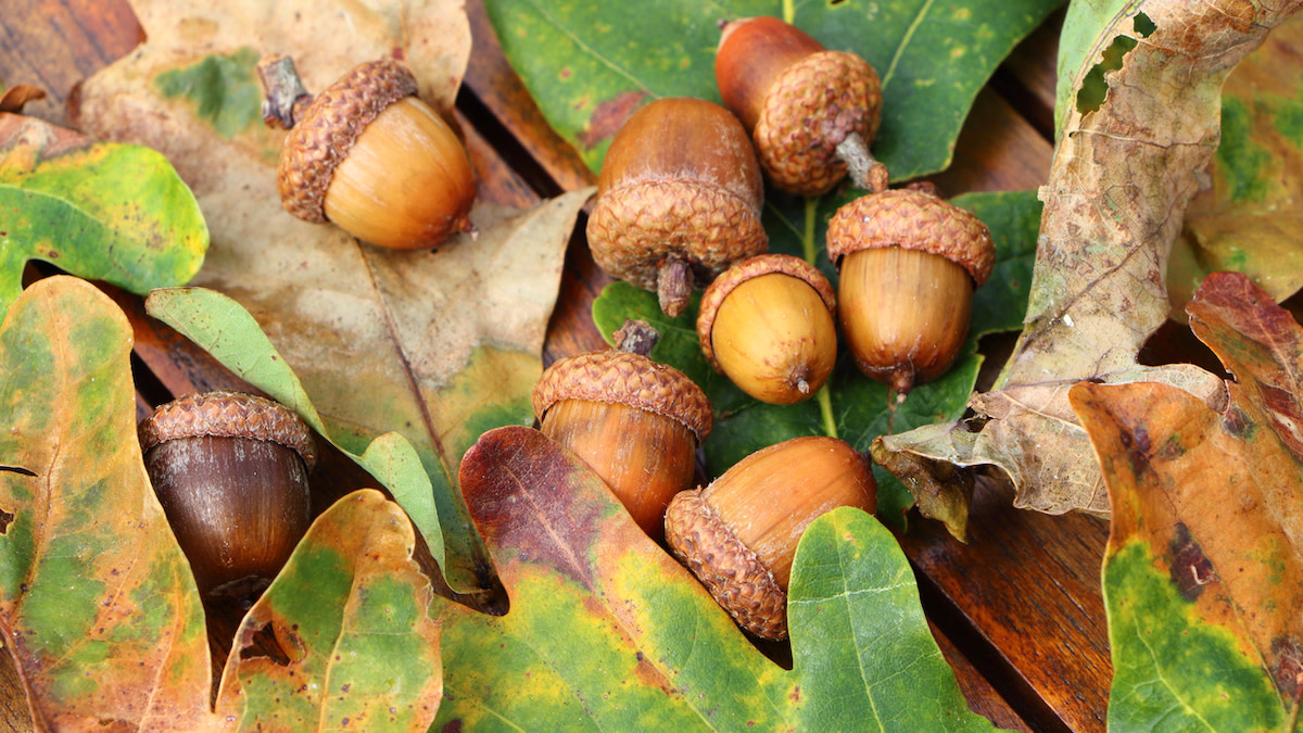 Detail Images Of Acorns Nomer 22