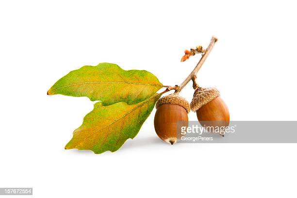 Detail Images Of Acorns Nomer 23