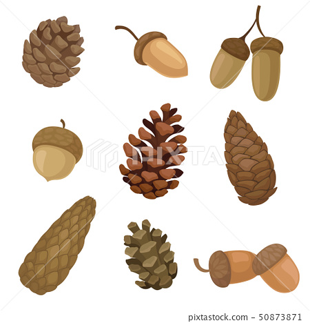Detail Images Of Acorns Nomer 24