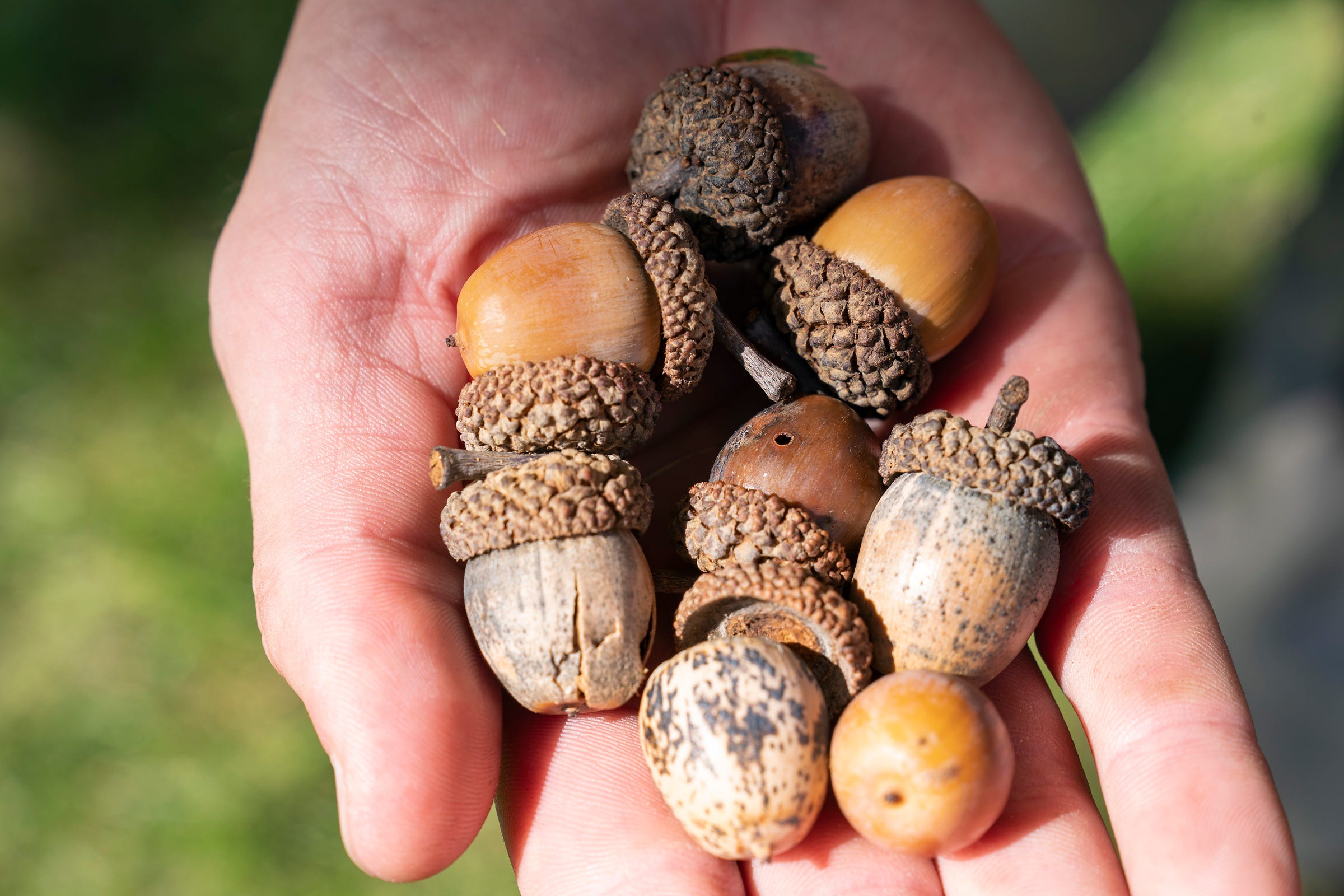 Detail Images Of Acorns Nomer 25