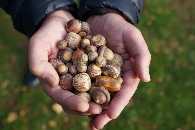 Detail Images Of Acorns Nomer 27