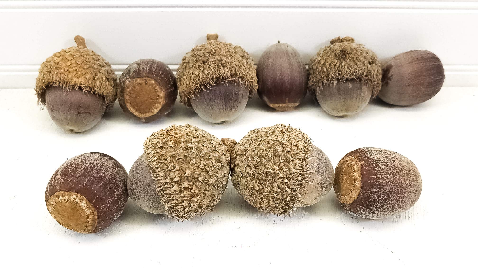 Detail Images Of Acorns Nomer 28