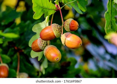Detail Images Of Acorns Nomer 4