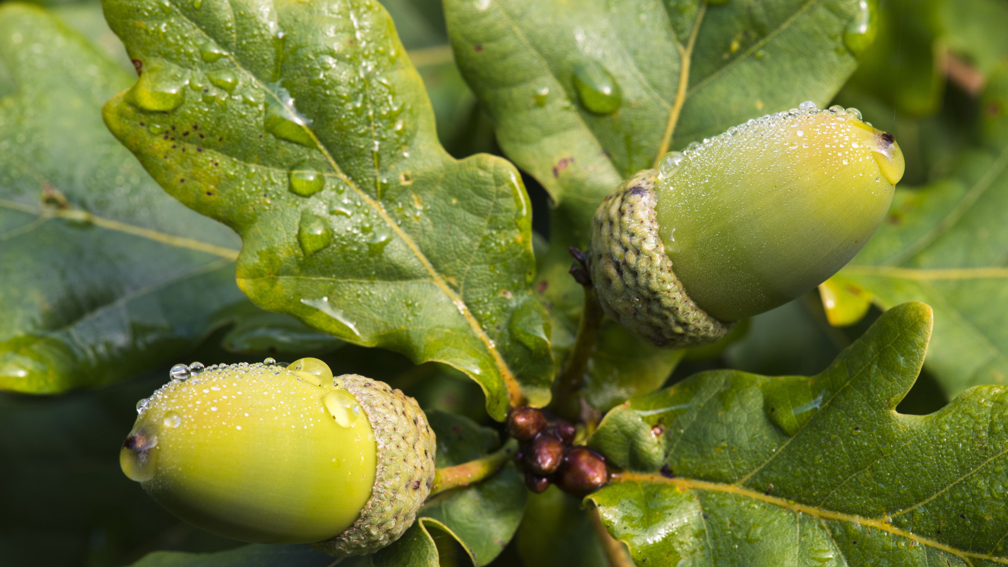 Detail Images Of Acorns Nomer 29