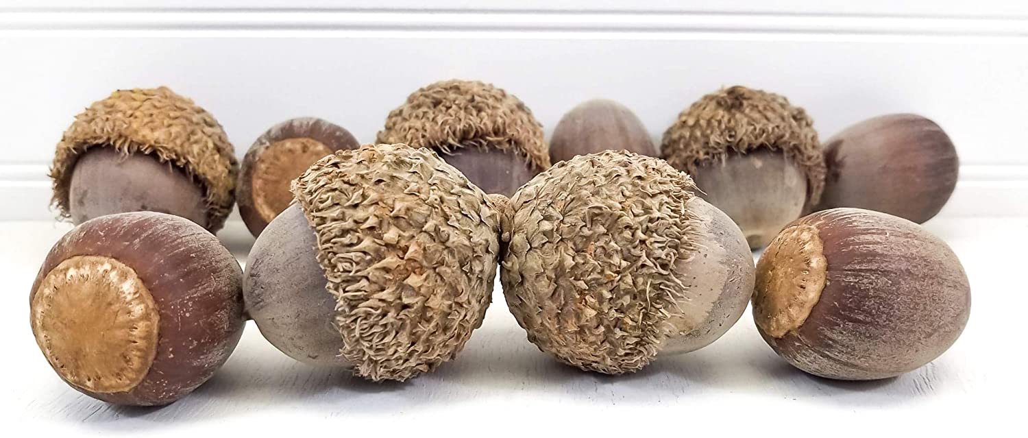Detail Images Of Acorns Nomer 32