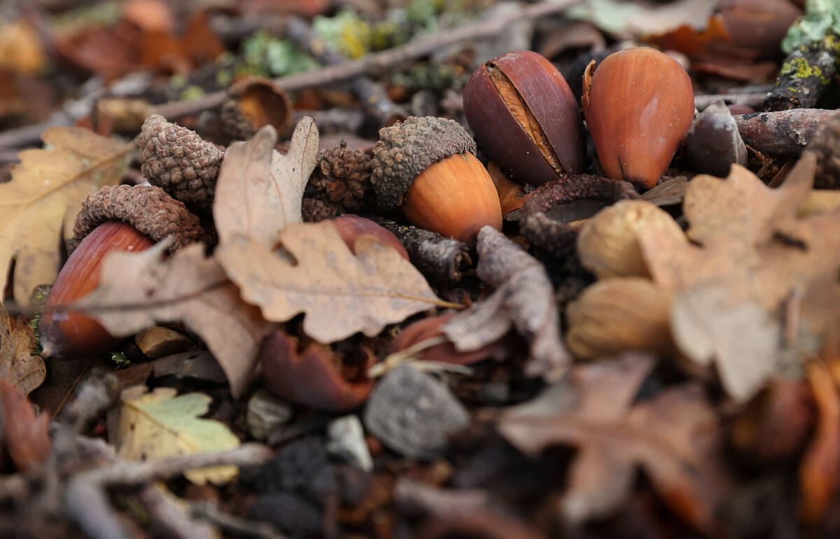 Detail Images Of Acorns Nomer 35