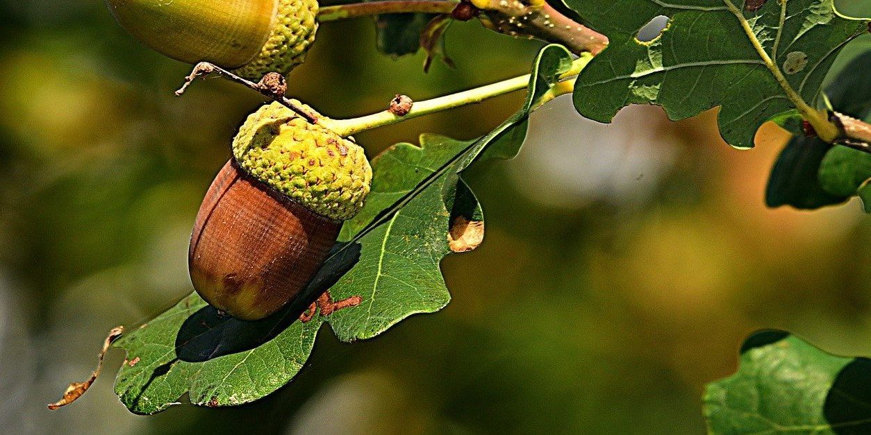 Detail Images Of Acorns Nomer 37
