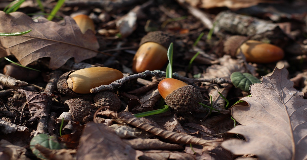 Detail Images Of Acorns Nomer 39