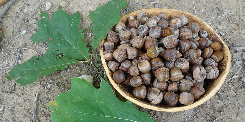 Detail Images Of Acorns Nomer 41