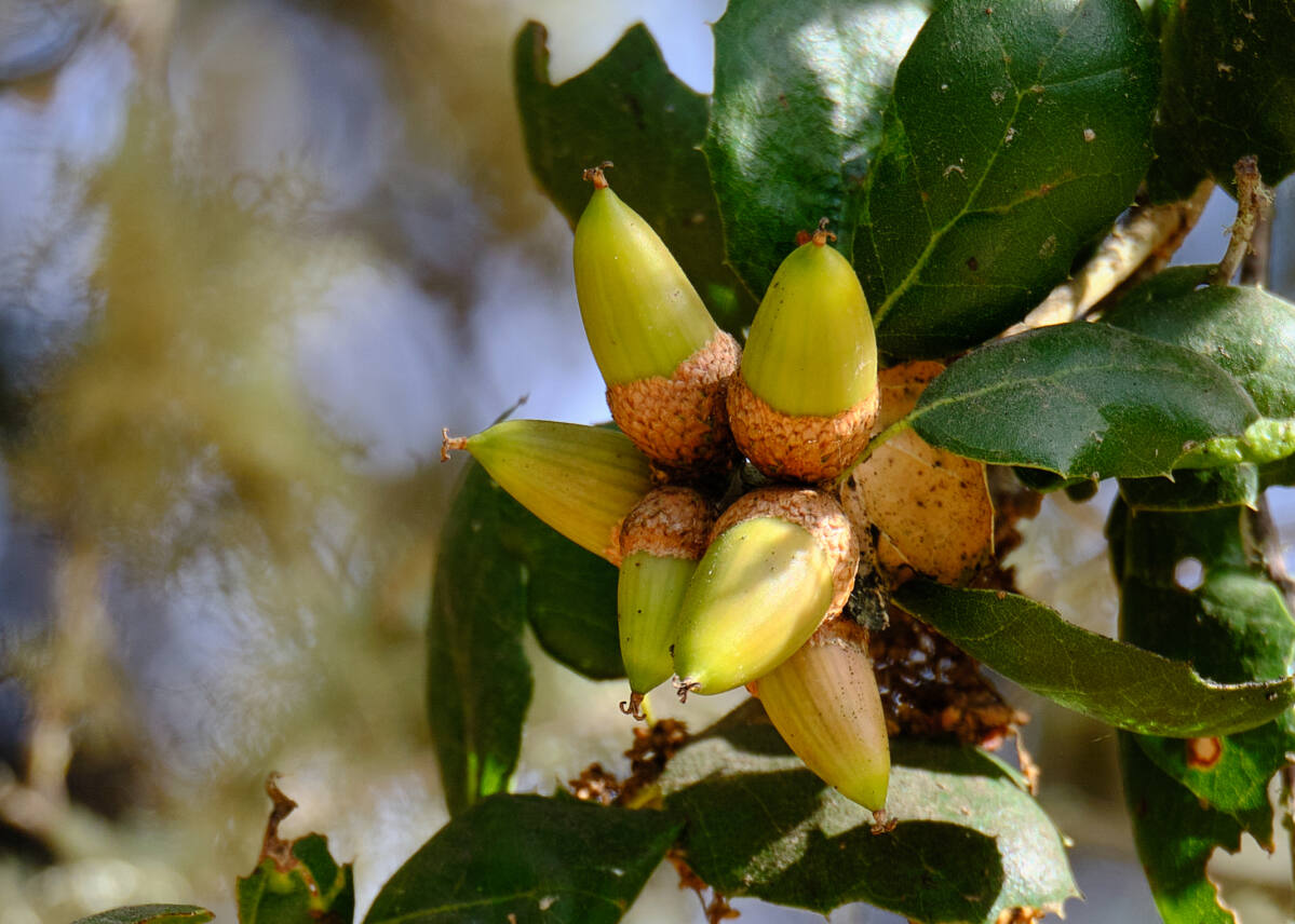 Detail Images Of Acorns Nomer 43