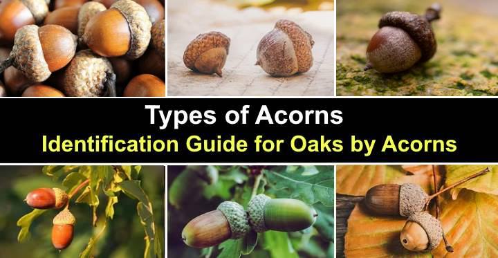 Detail Images Of Acorns Nomer 44