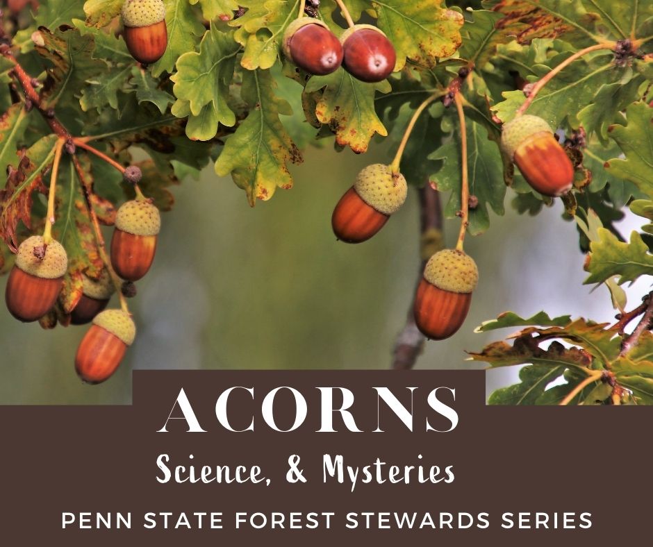 Detail Images Of Acorns Nomer 45