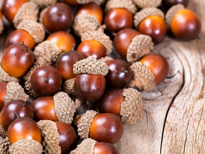 Detail Images Of Acorns Nomer 46